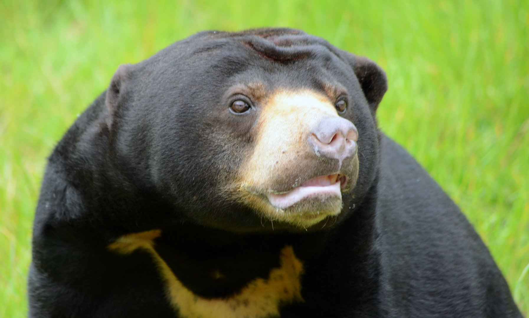 Sun Bear
