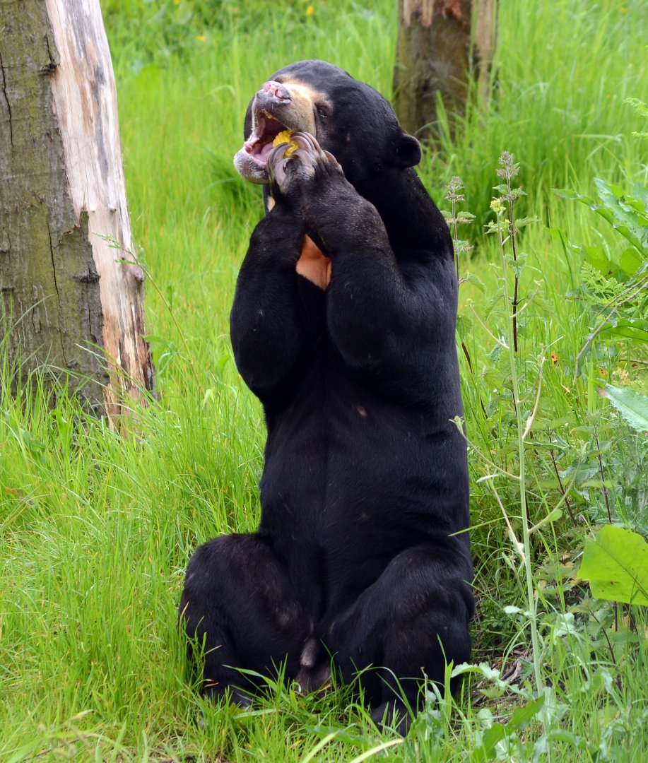 Sun Bear