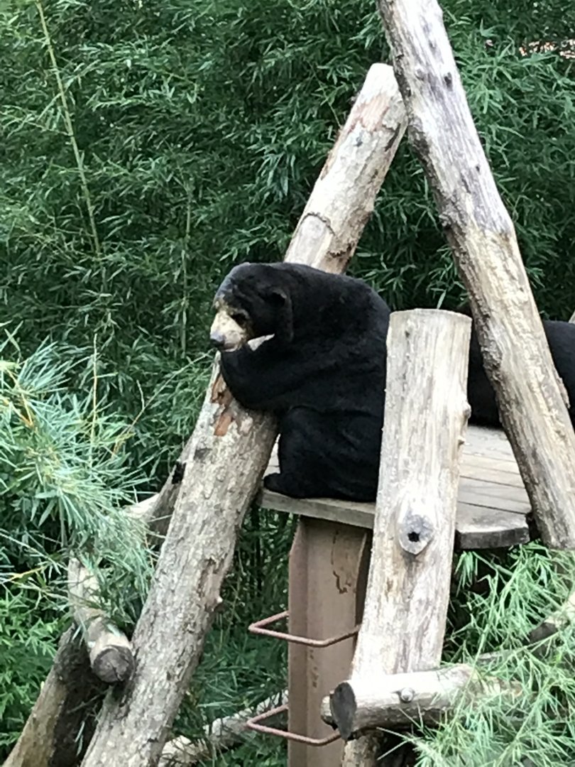 Sun bear