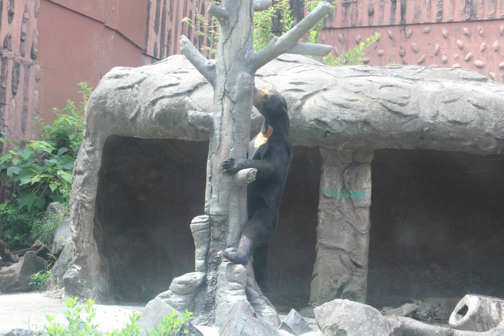 Sun bear