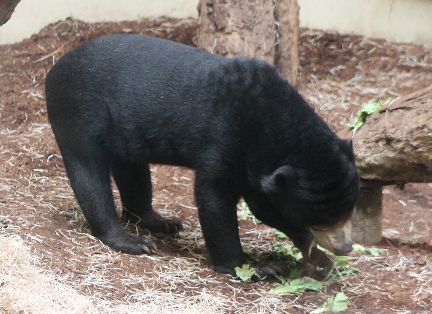 Sun bear