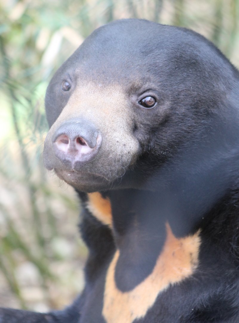 Sun bear