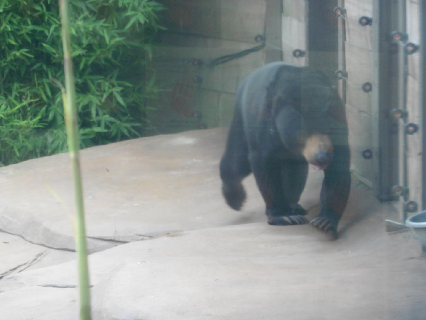 Sun Bear
