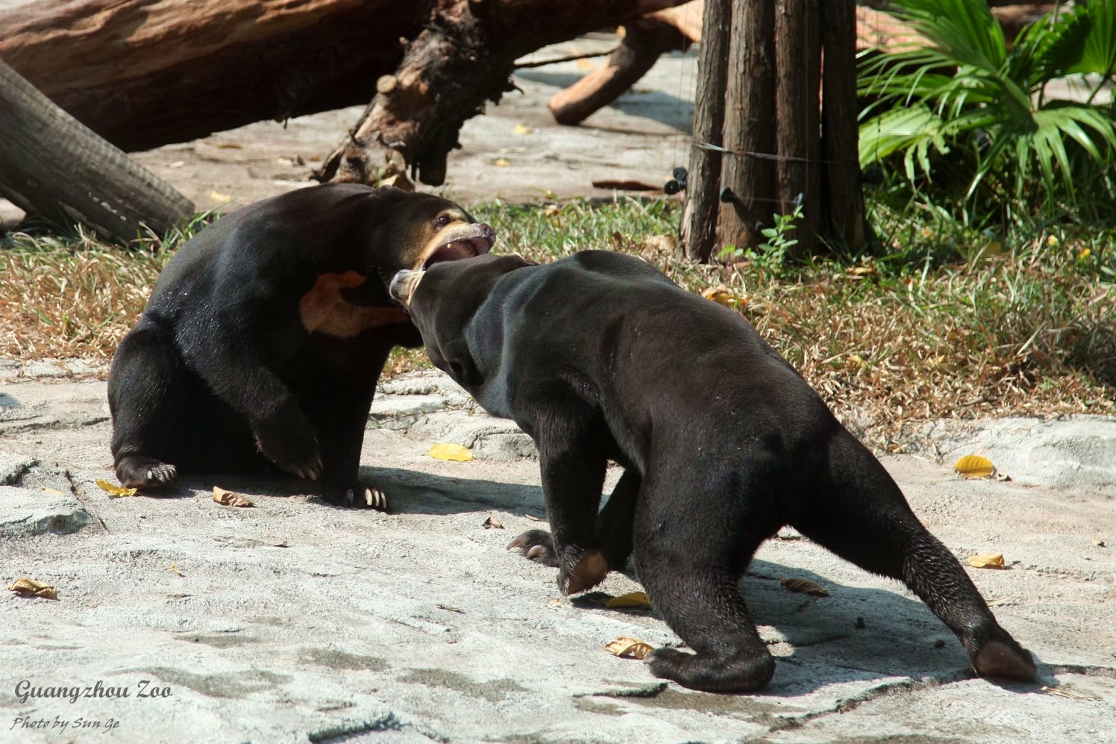 Sun bear