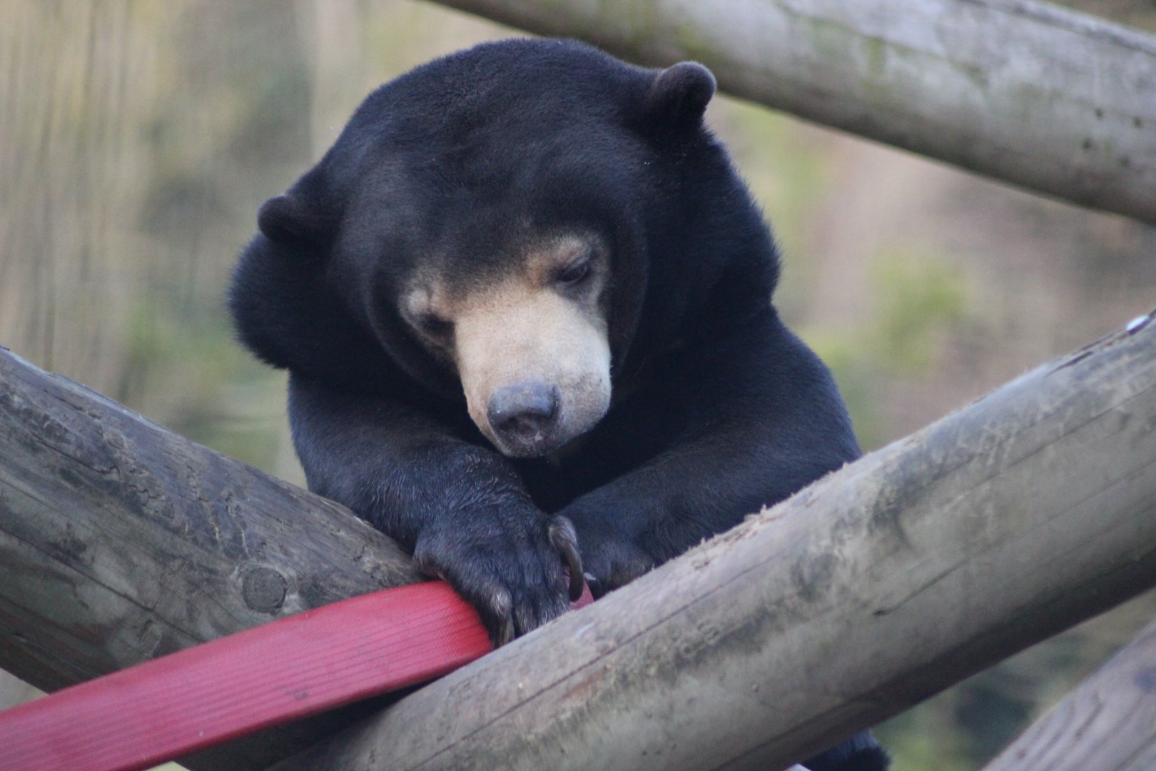 Sun Bear