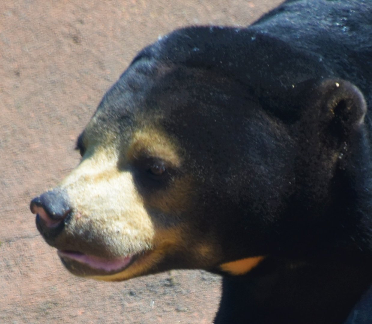 Sun bear