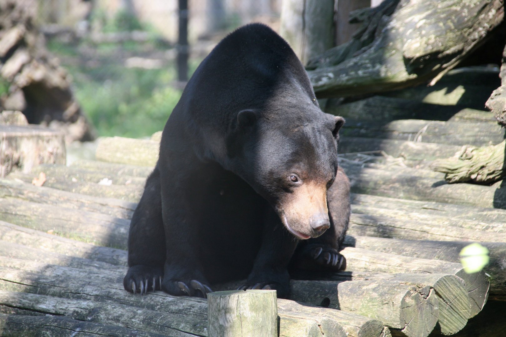 Sun bear