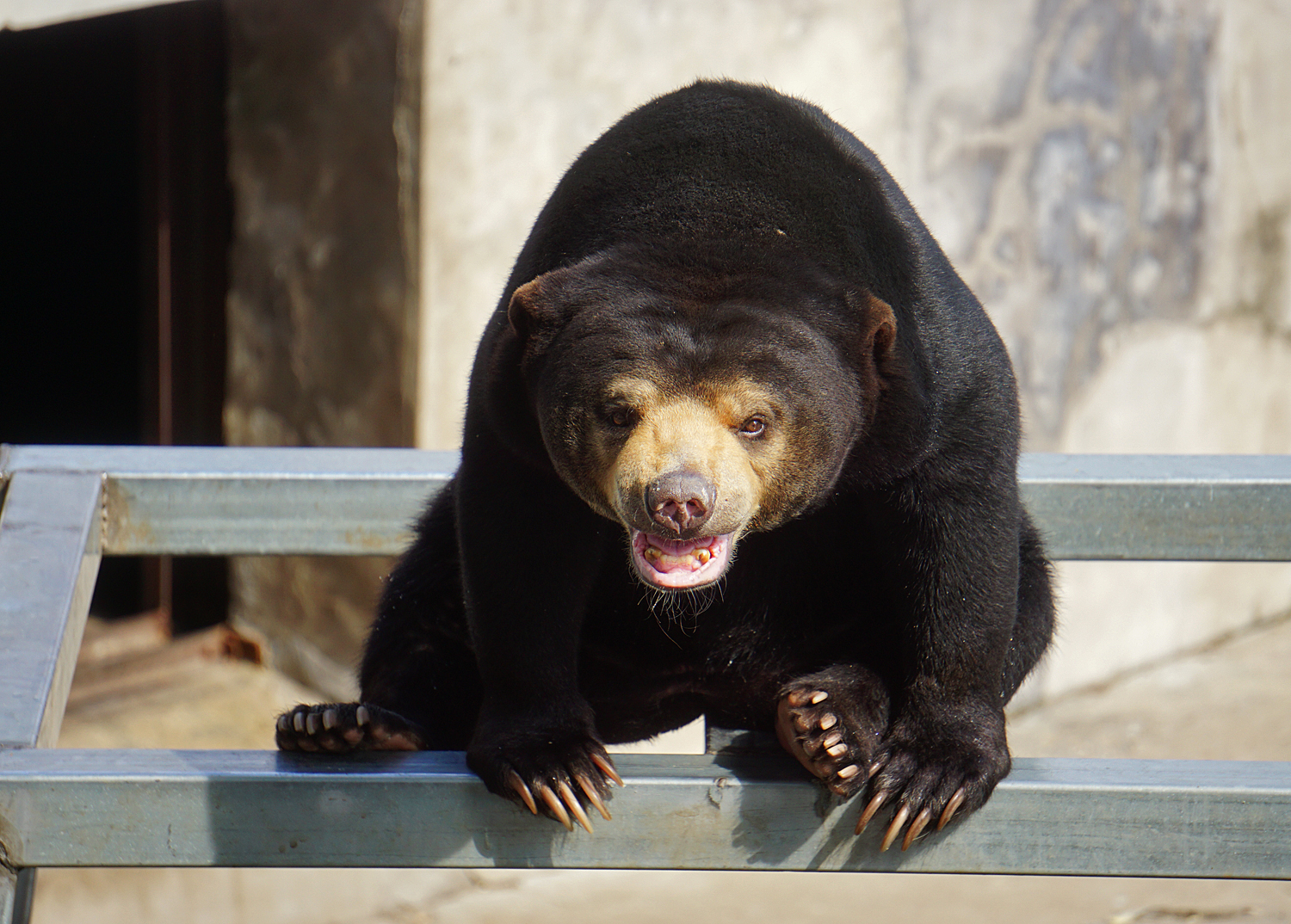 Sun bear