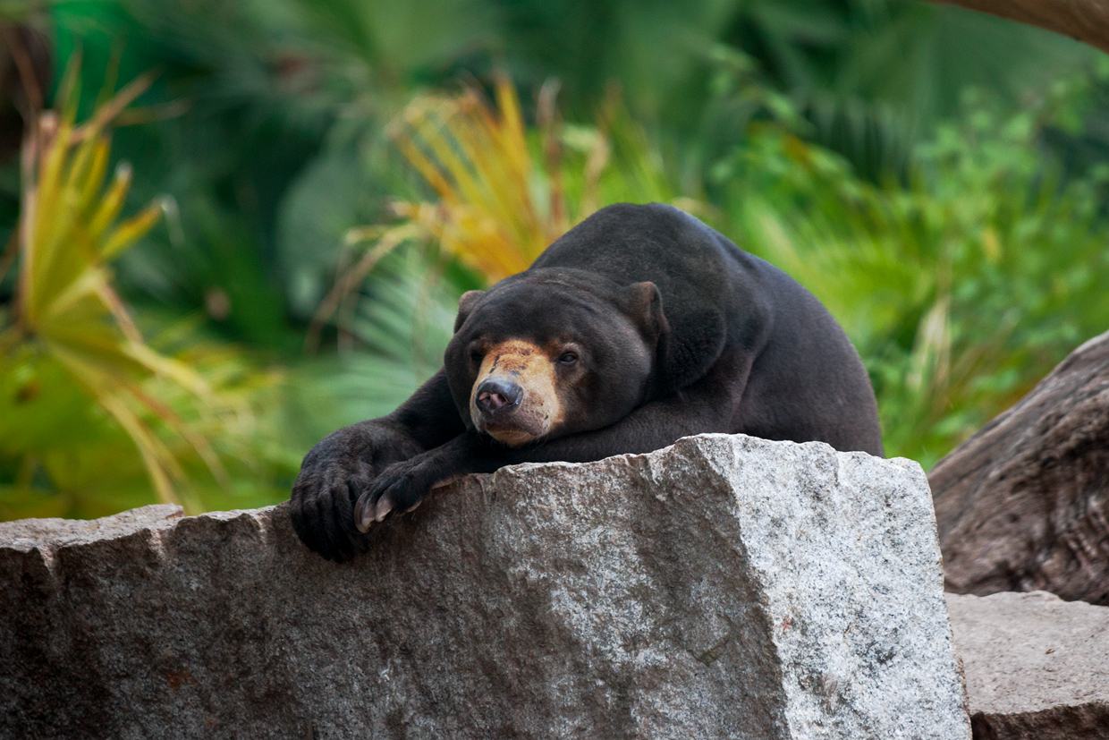 Sun bear