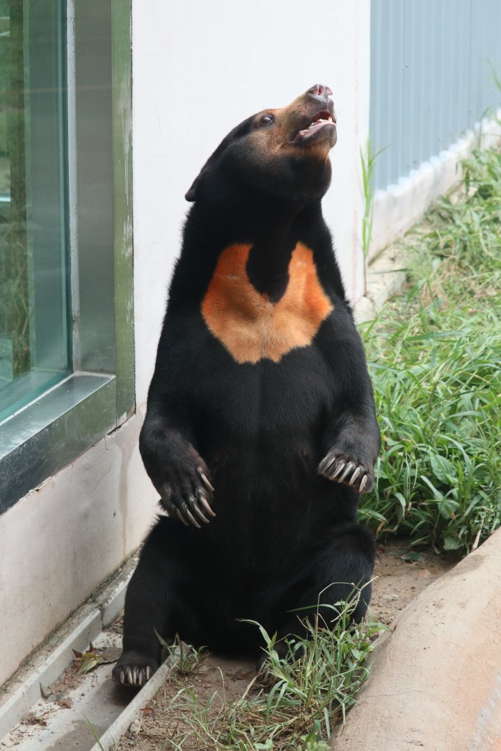Sun Bear