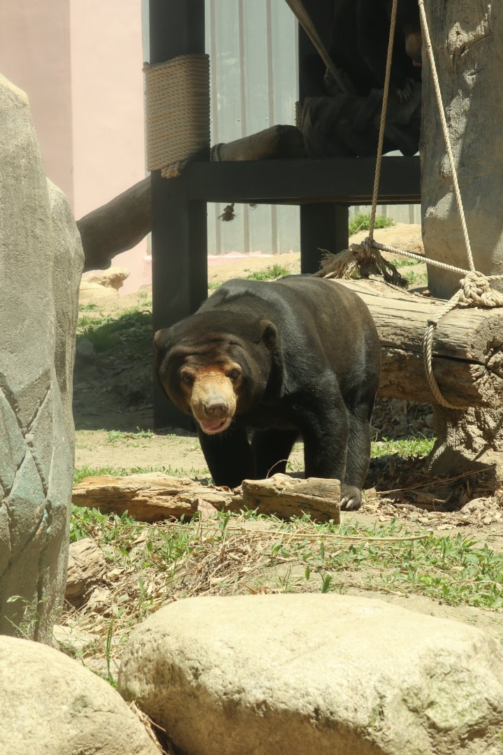 Sun Bear