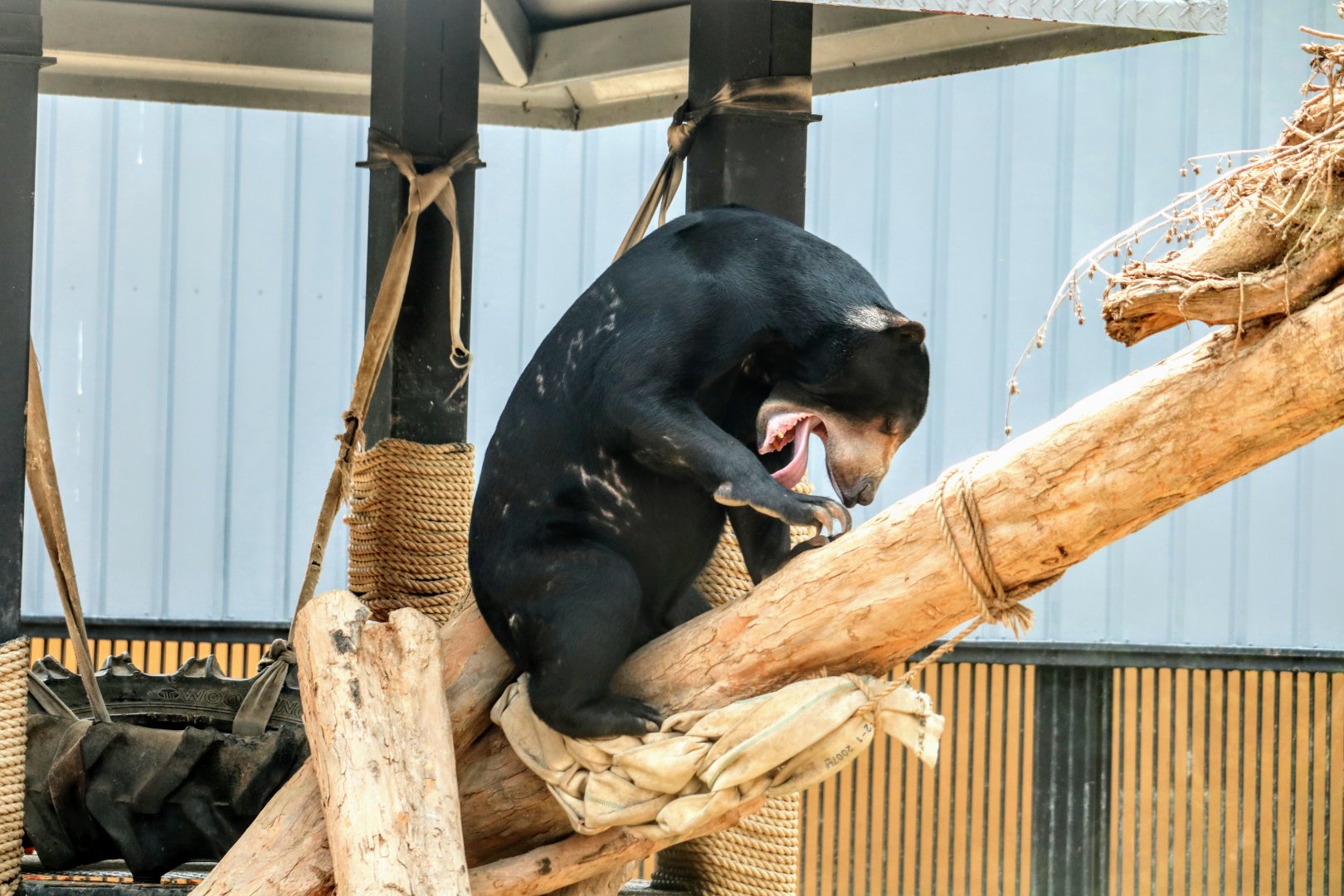 Sun Bear