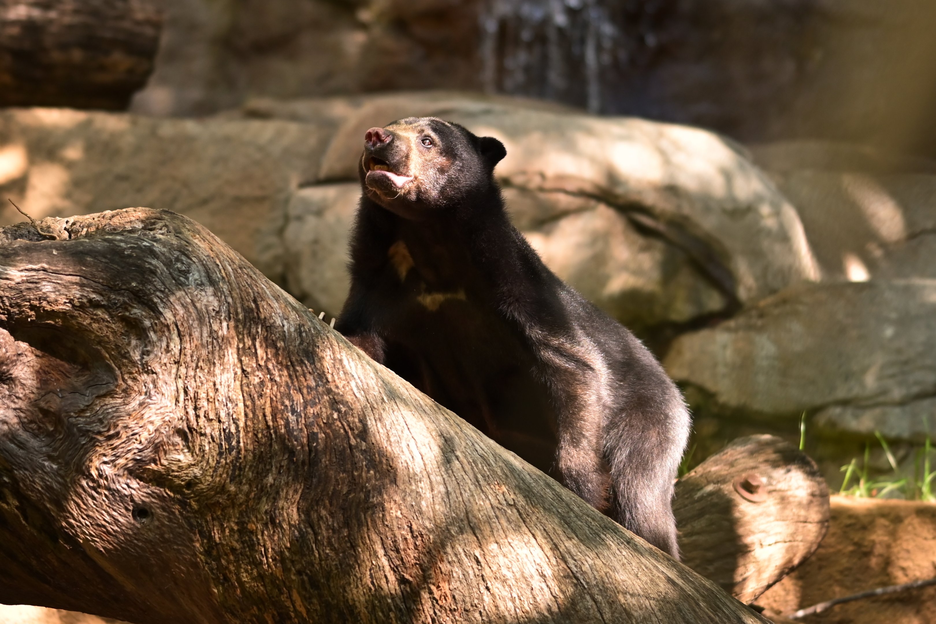 Sun Bear