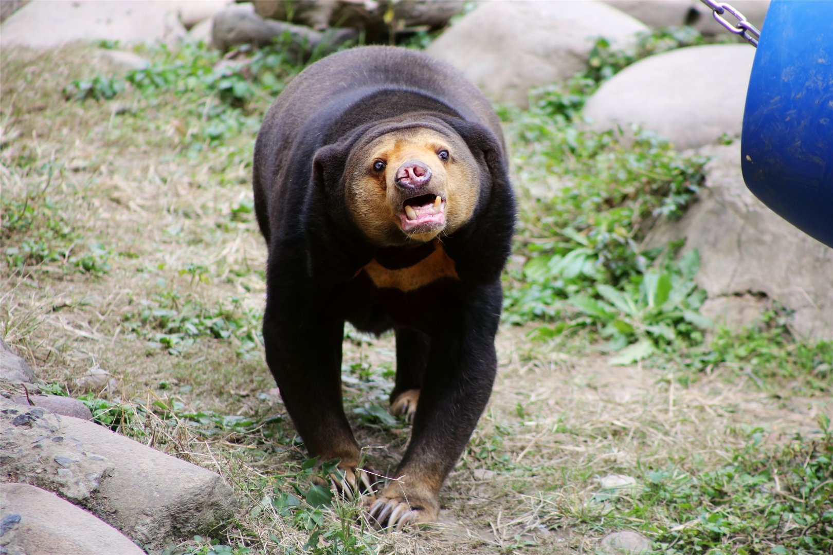 Sun Bear