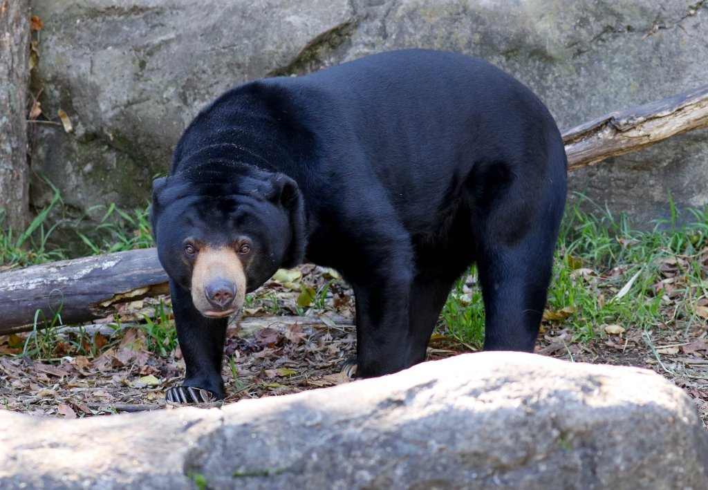 Sun Bear