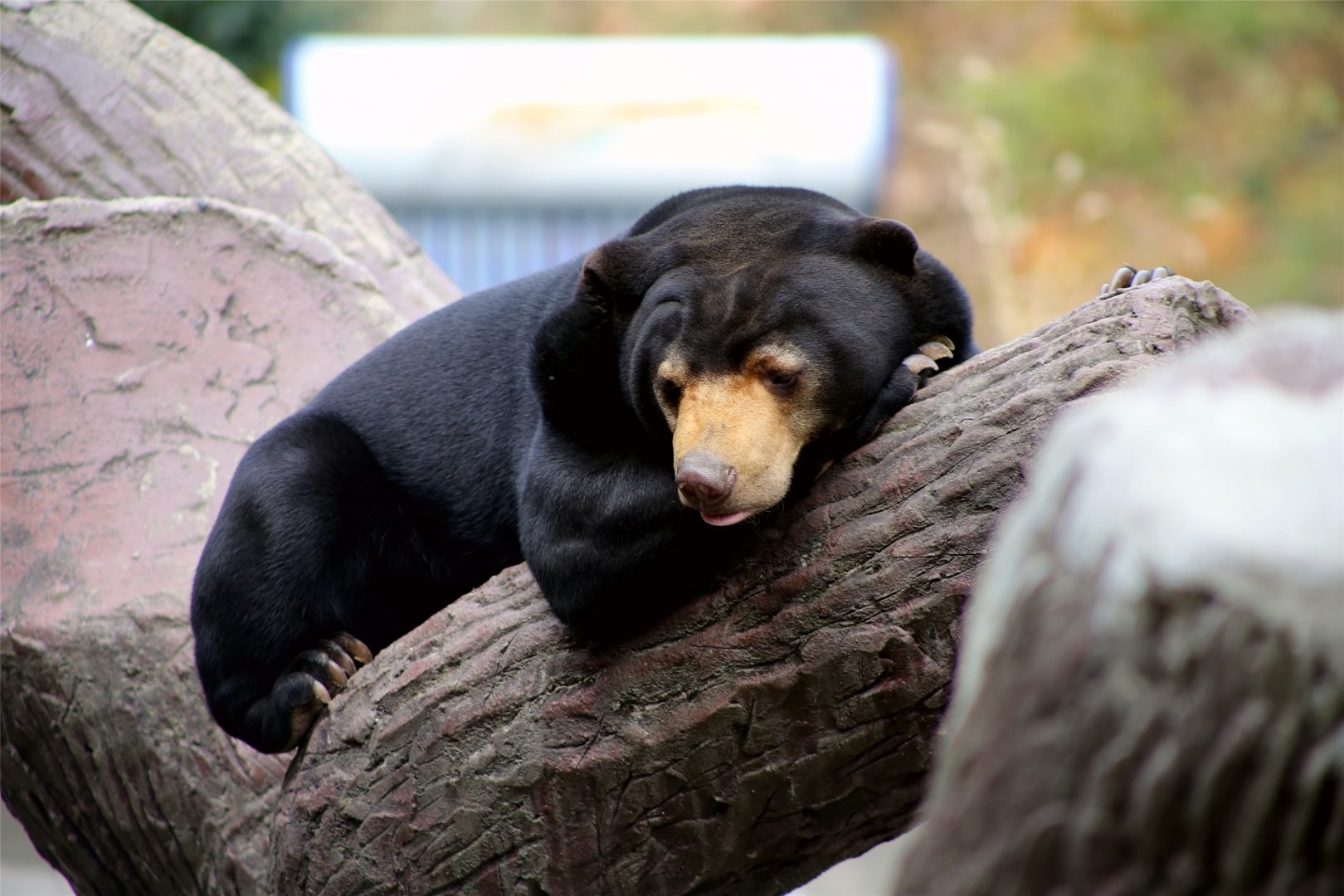 Sun Bear