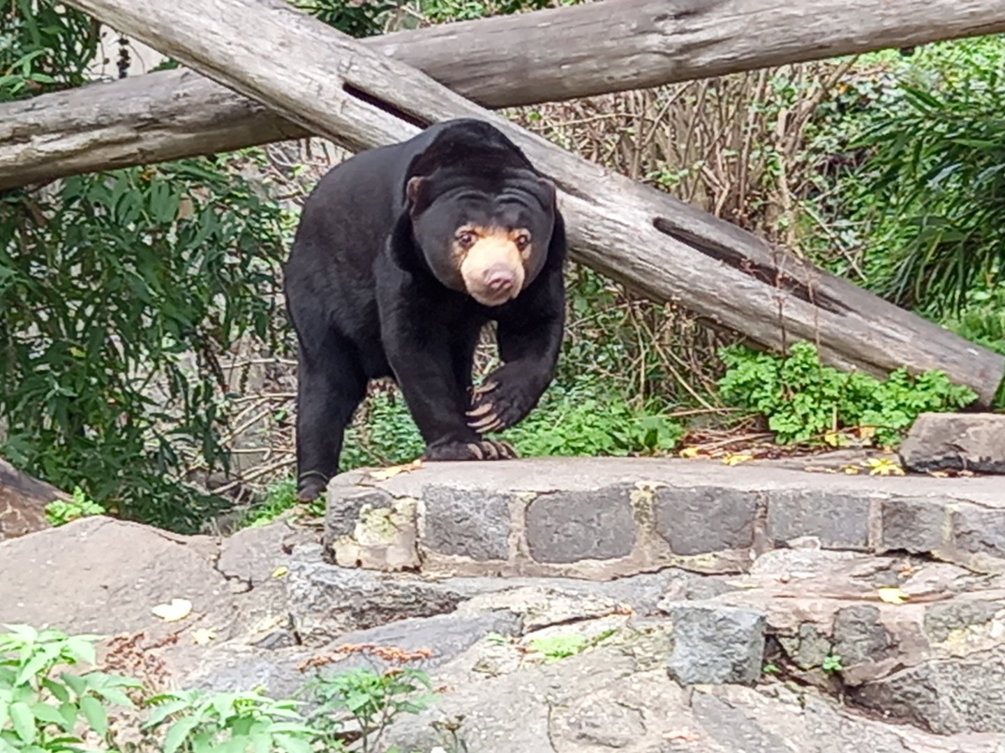 Sun Bear