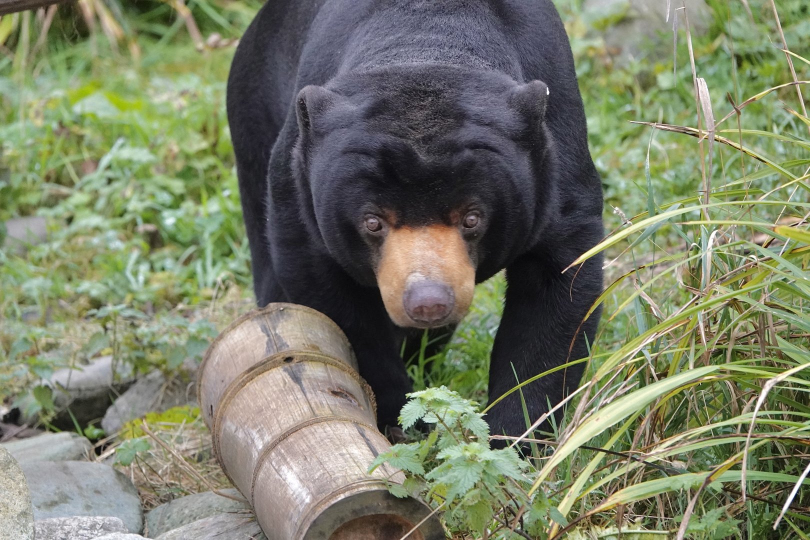 Sun Bear
