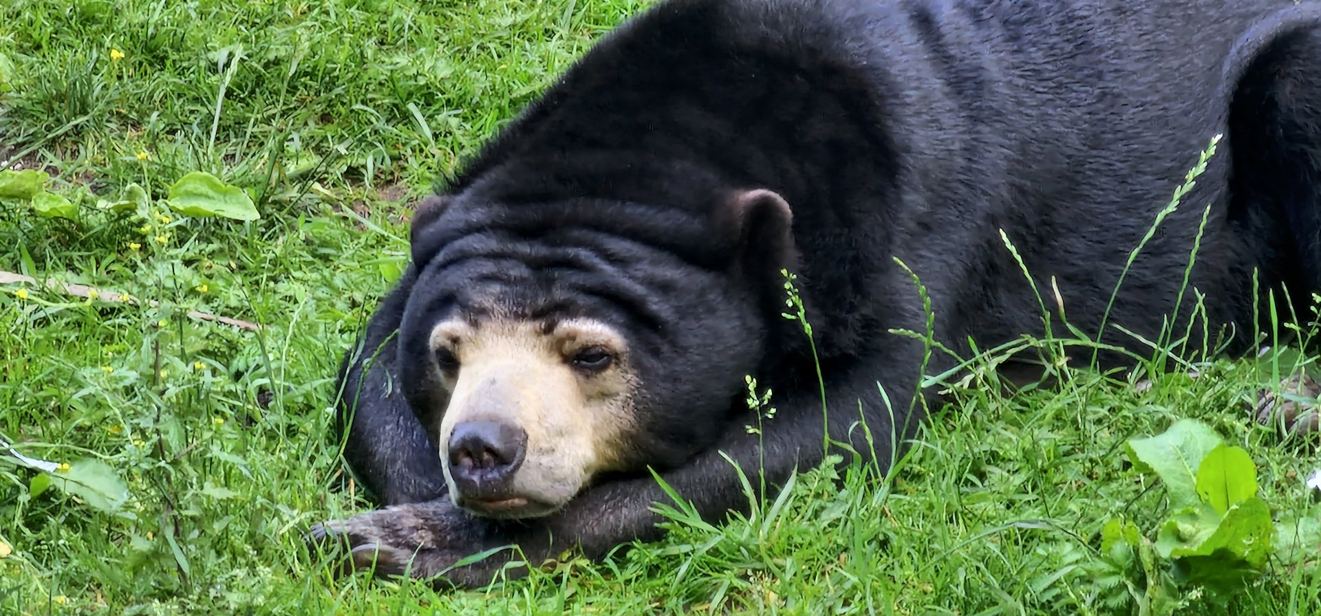 Sun bear
