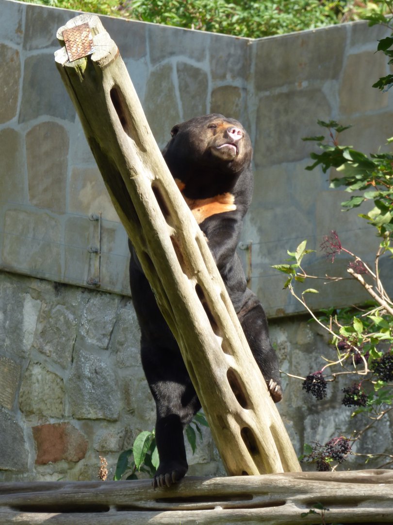 Sun Bear