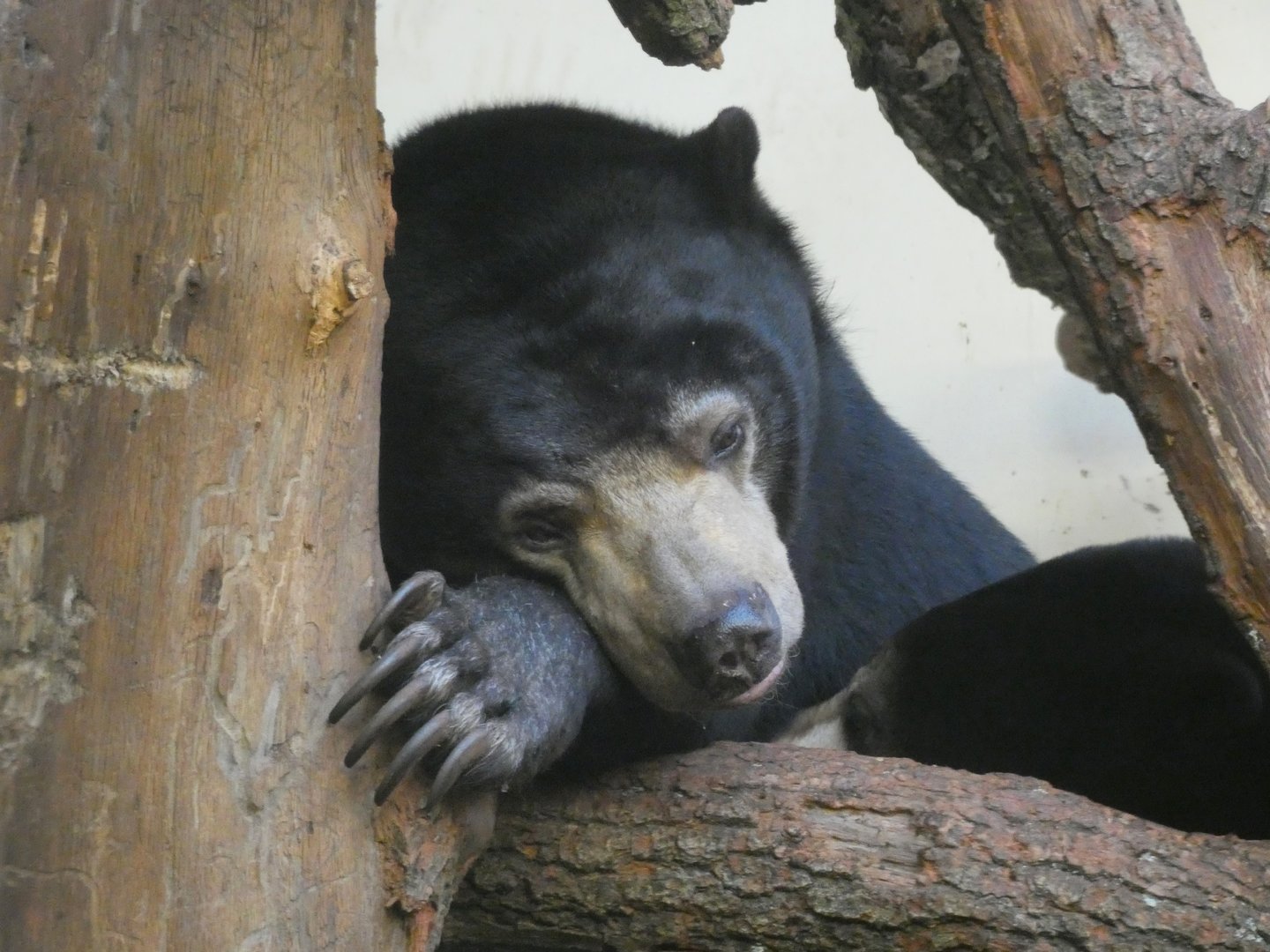 Sun Bear