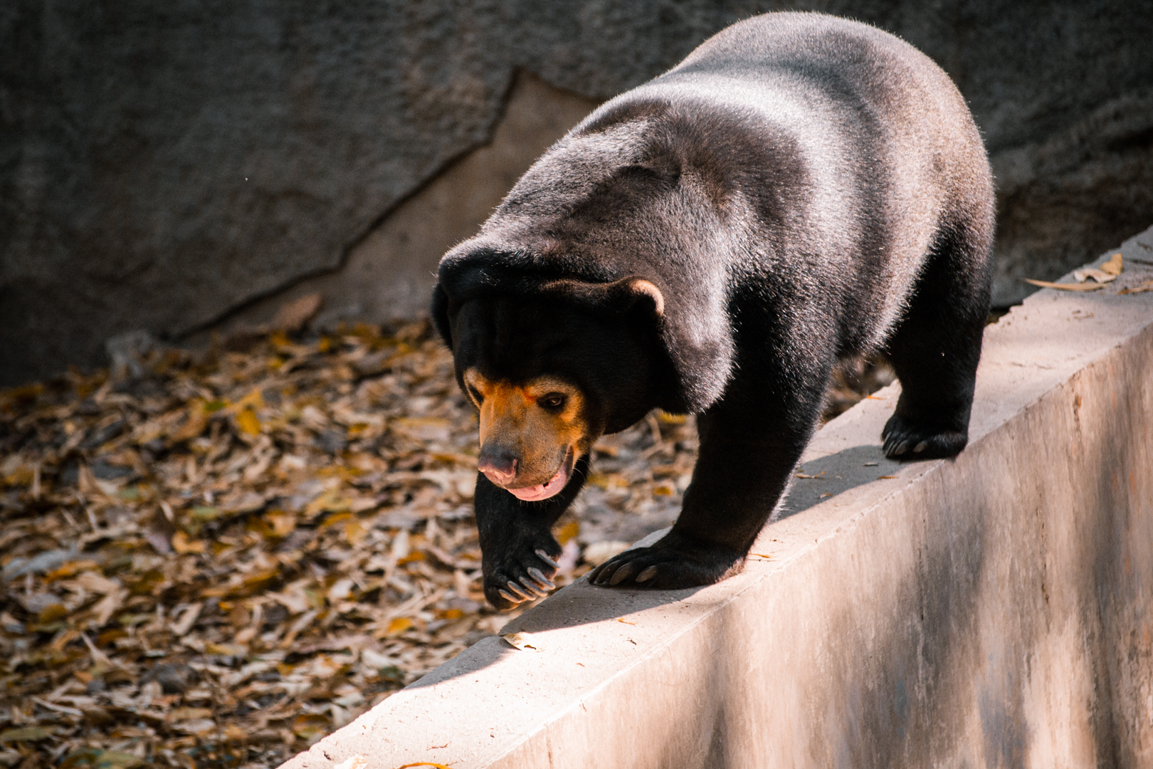 Sun Bear