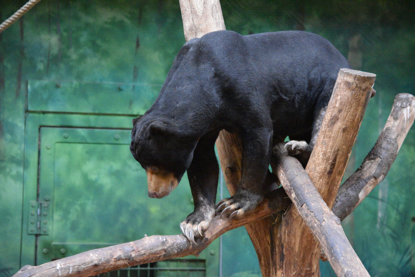Sun bear