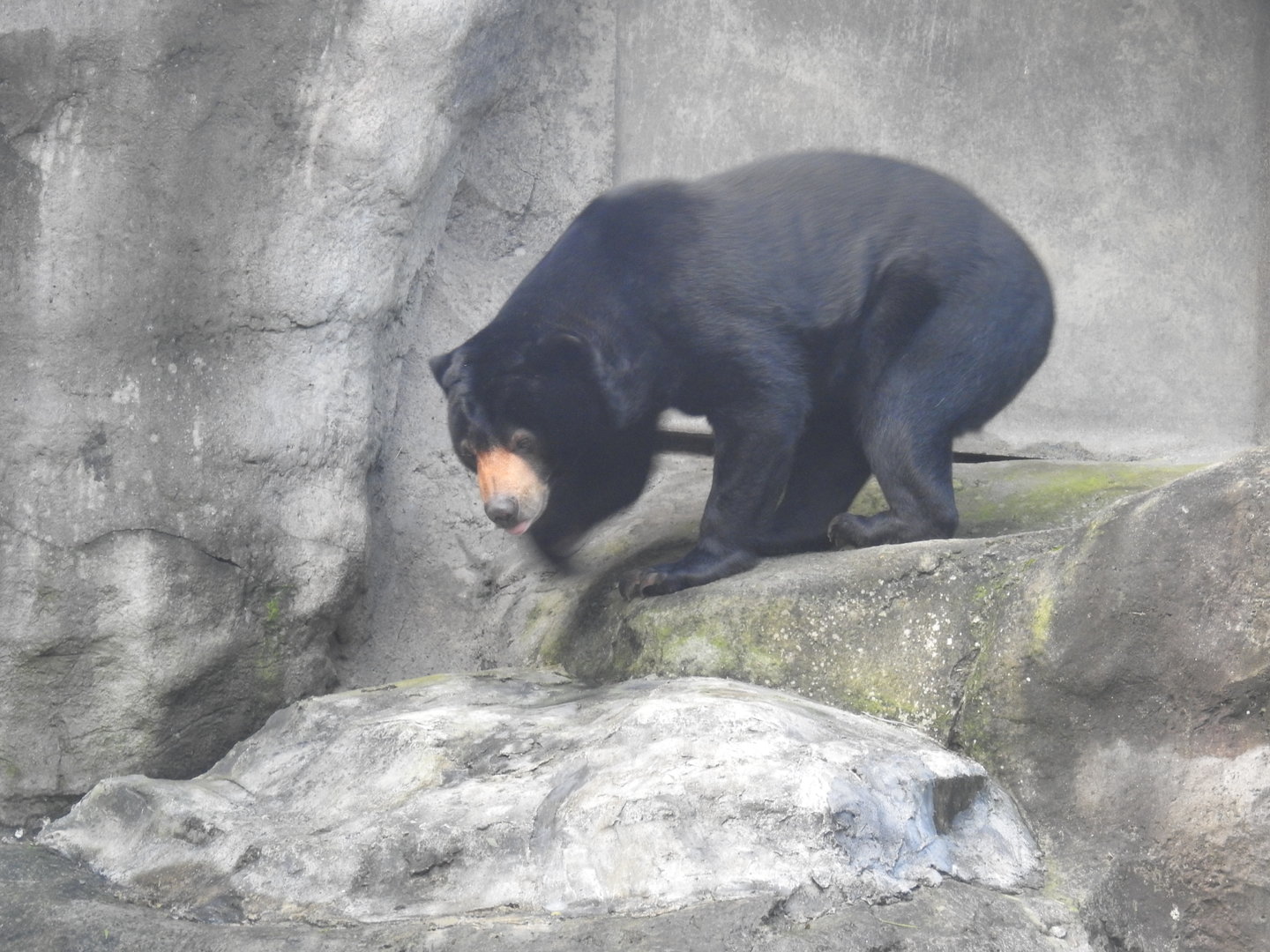 Sun Bear