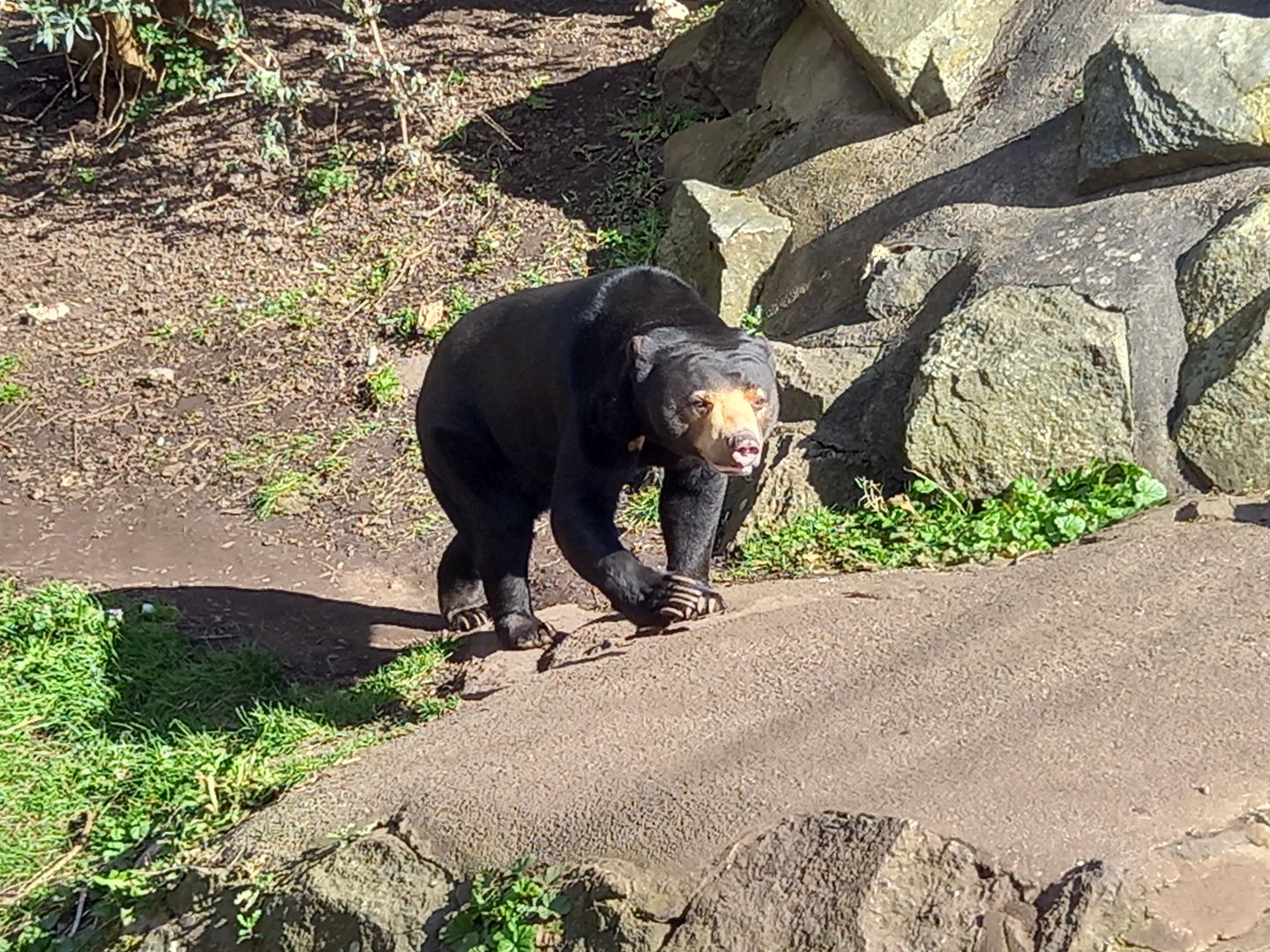 Sun Bear