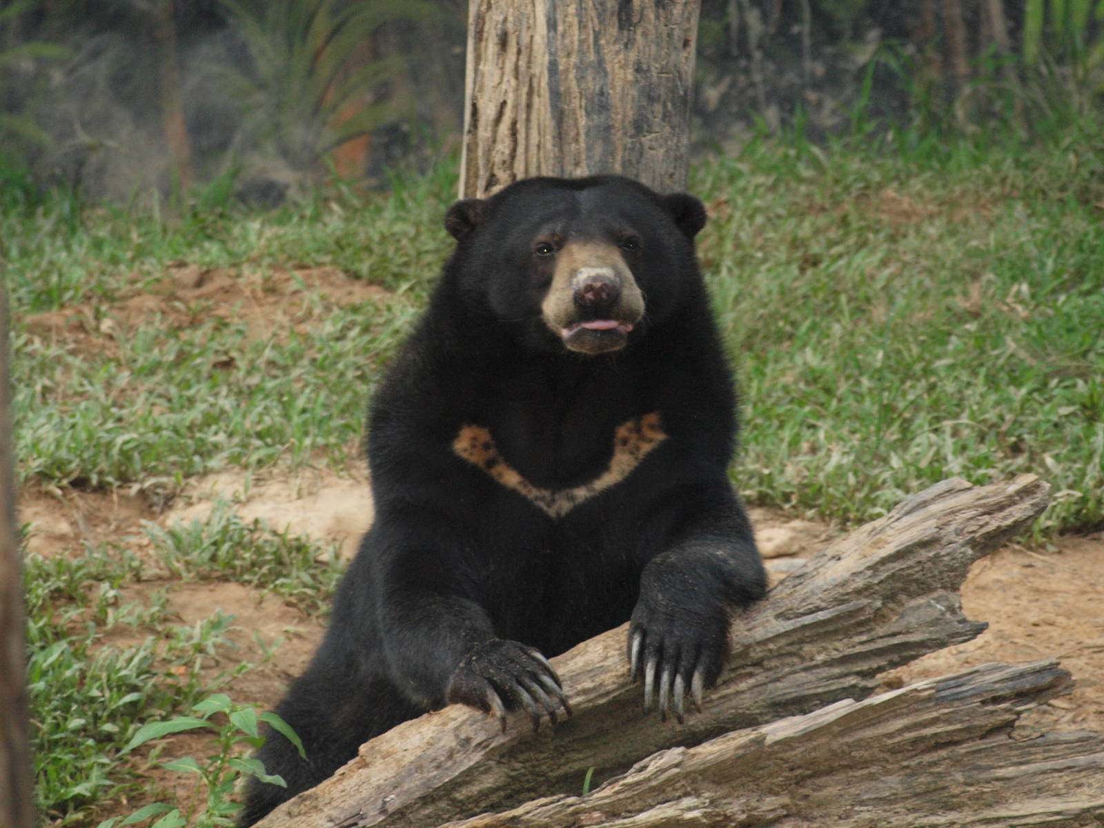 Sun bear