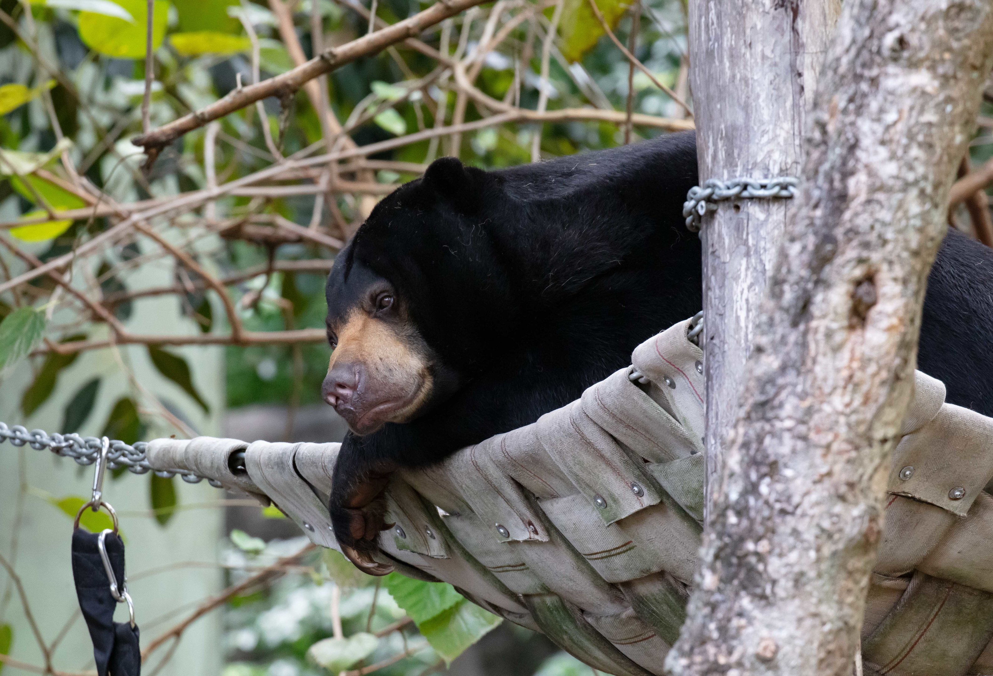 Sun Bear
