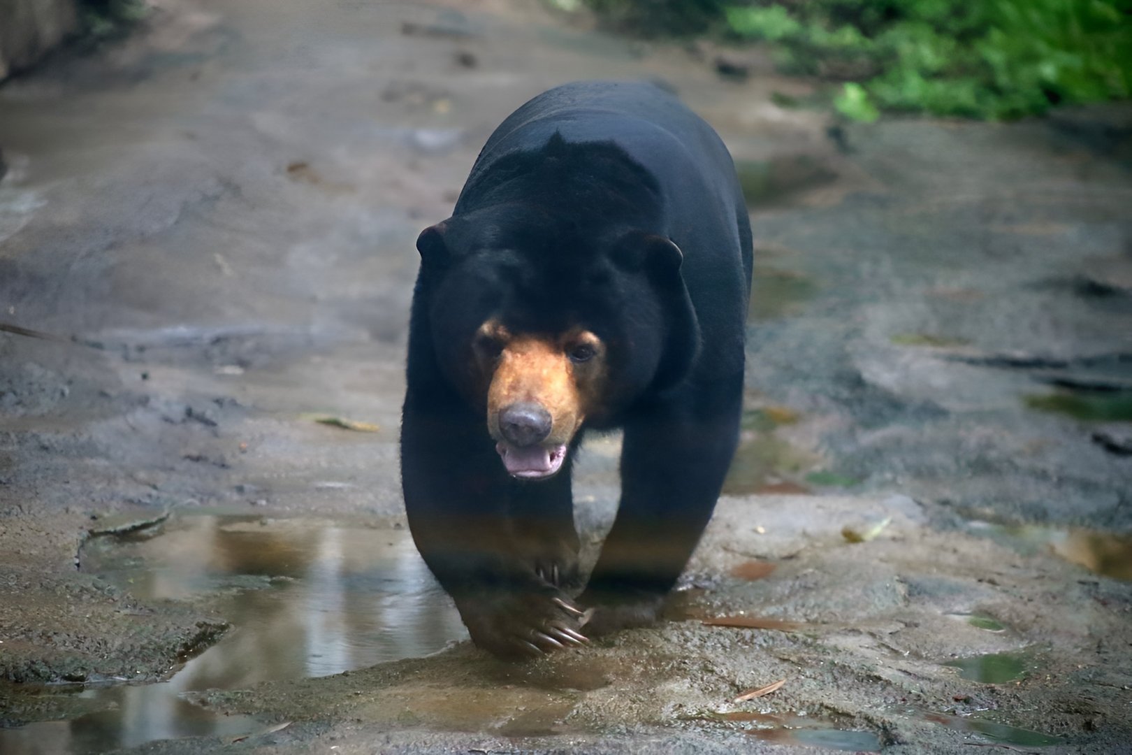 Sun Bear