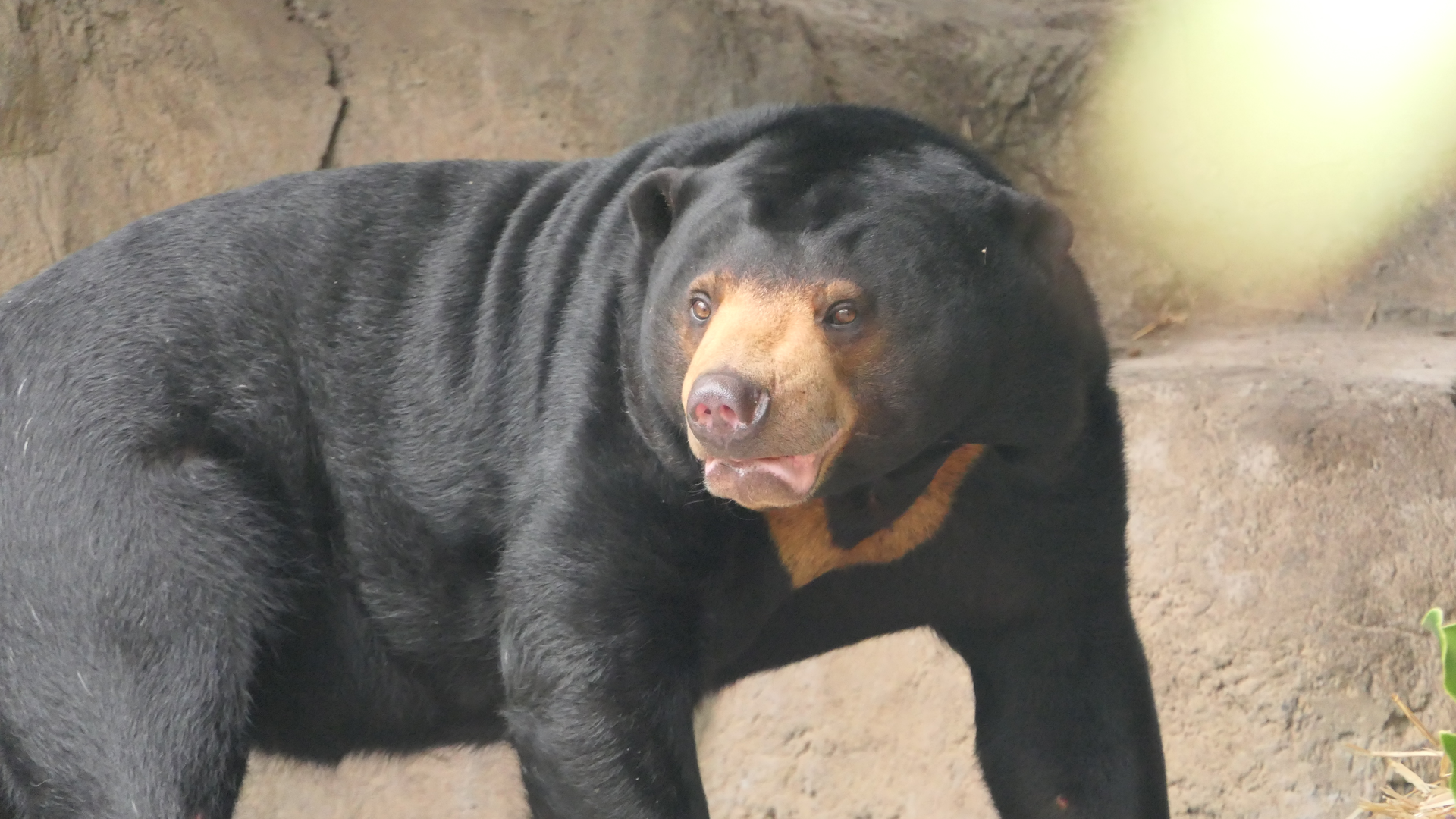 Sun Bear