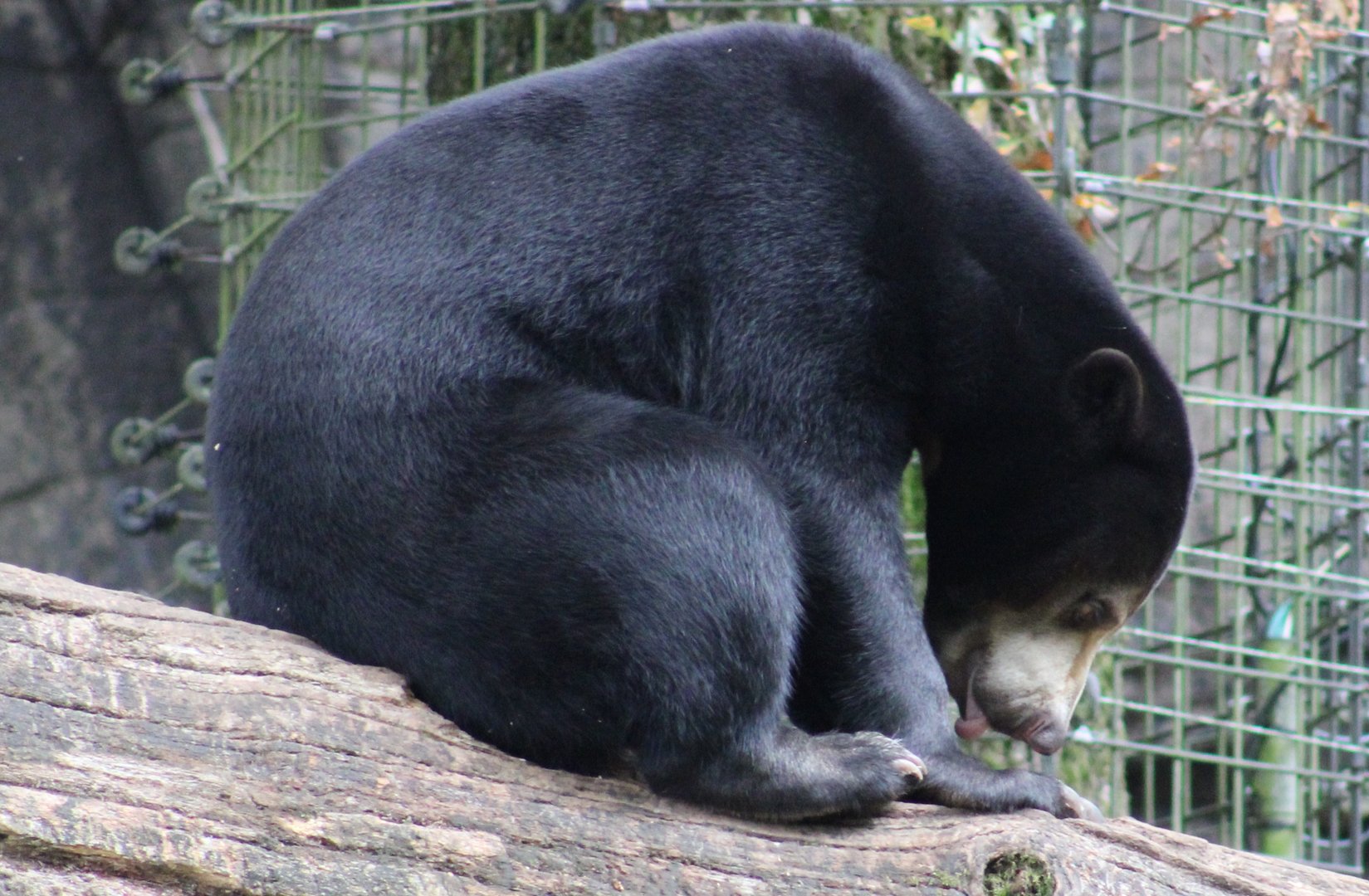Sun bear