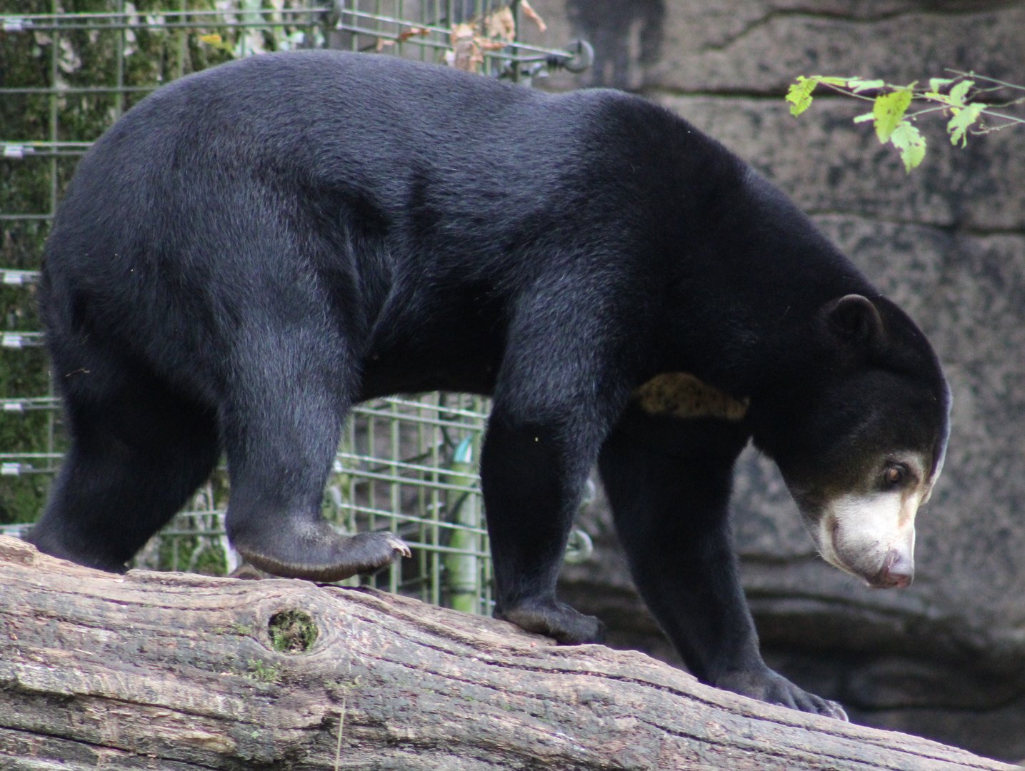Sun bear