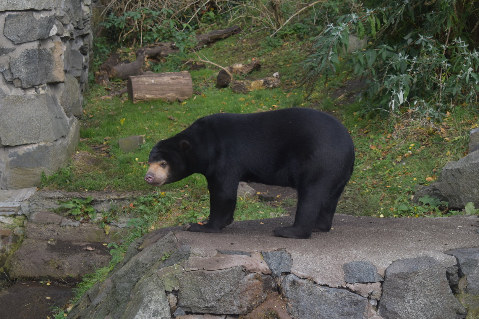 Sun Bear