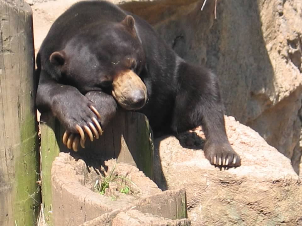 Sun Bear?