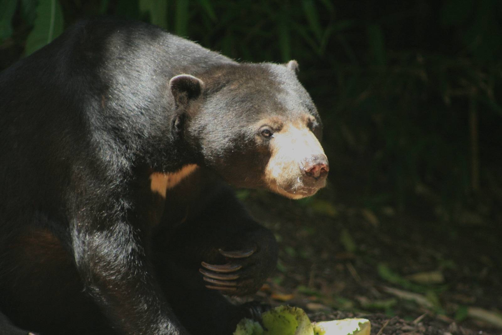 Sun bear