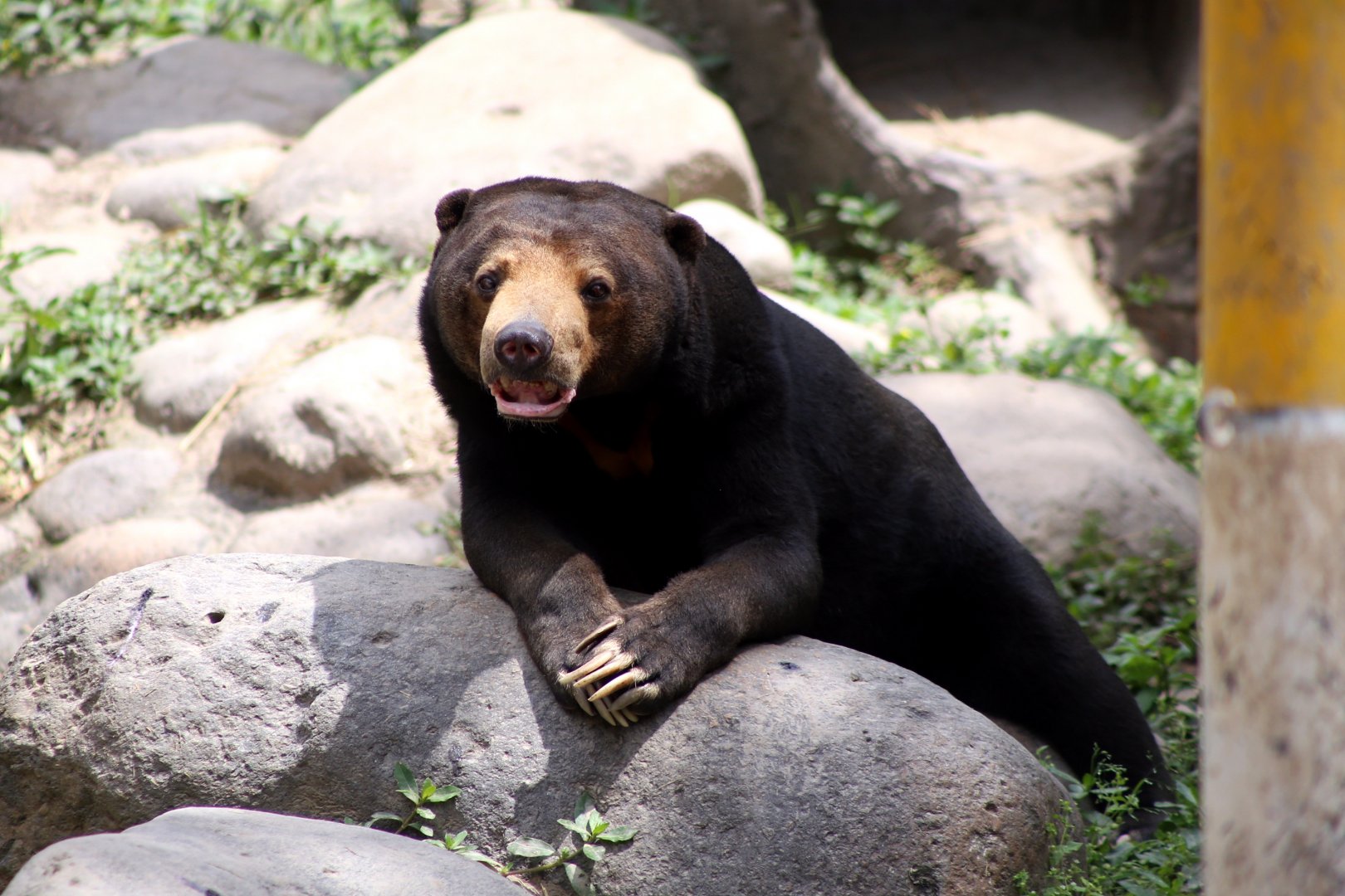 Sun Bear