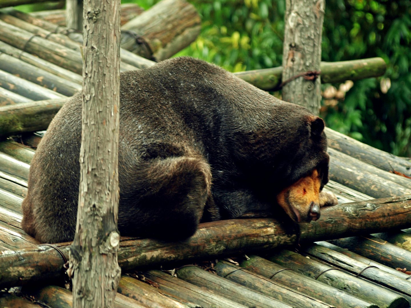 Sun bear