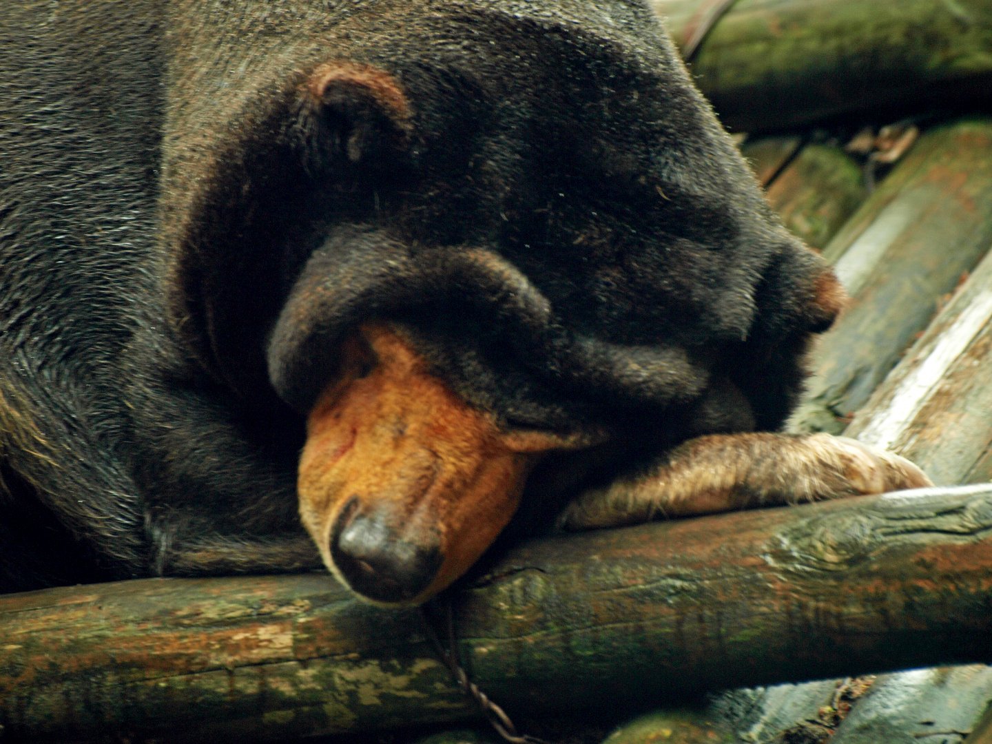 Sun bear