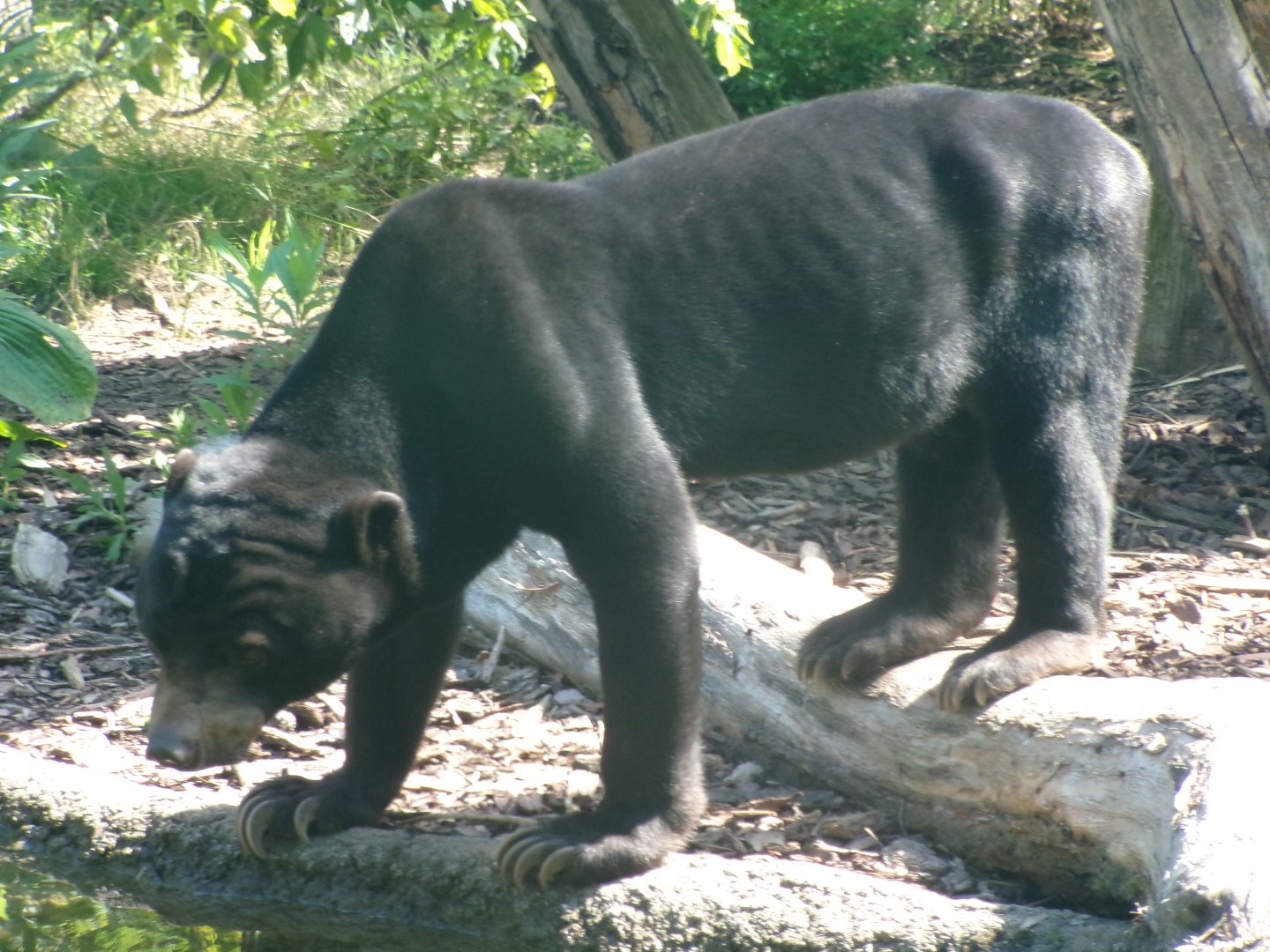 Sun bear