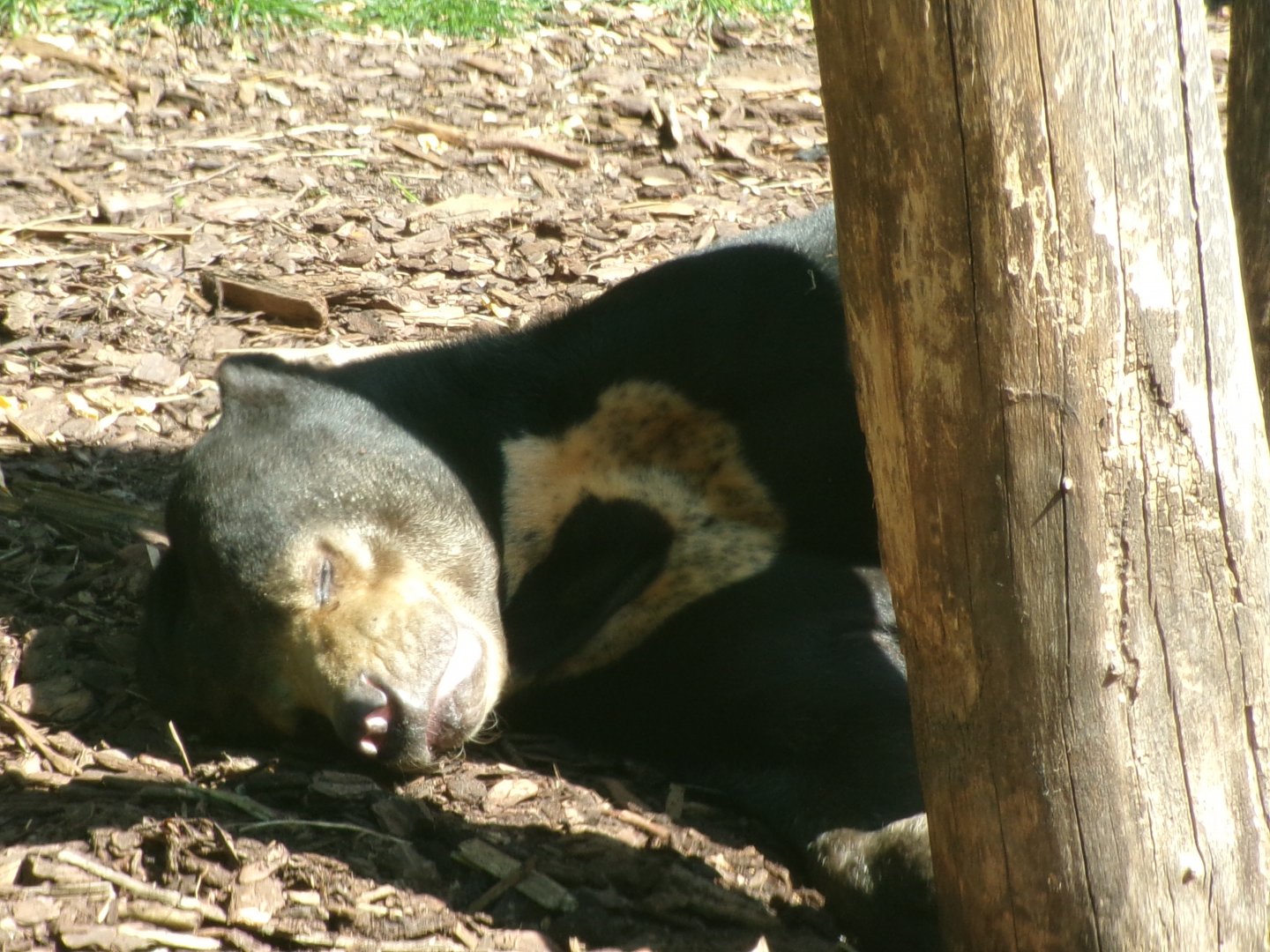Sun bear