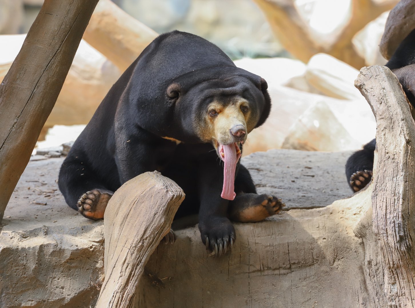 Sun bear