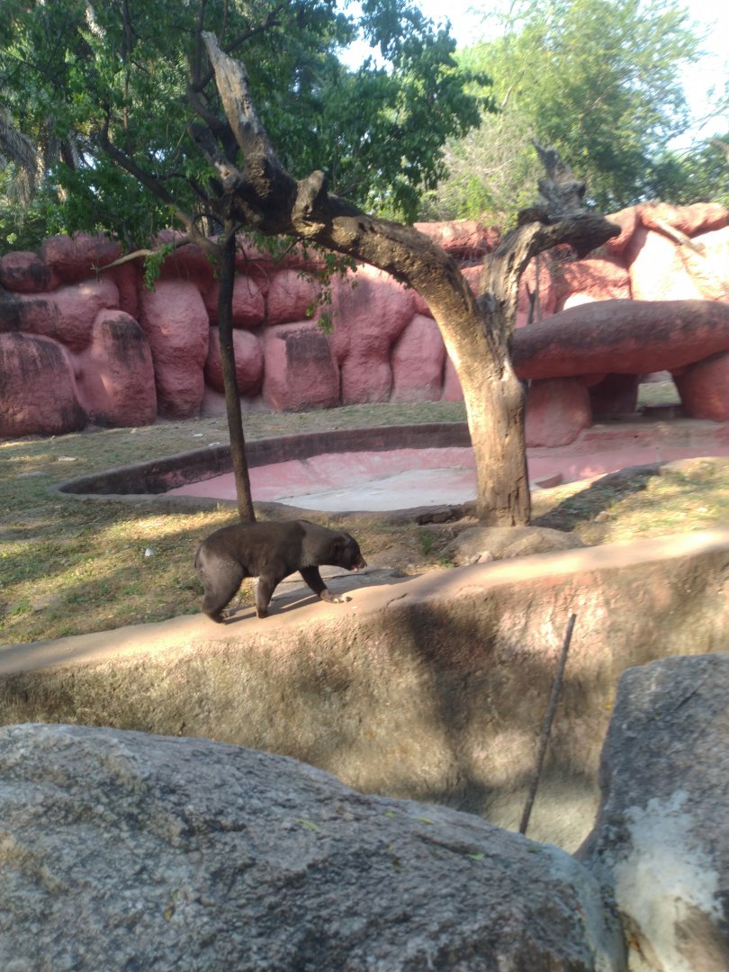 Sun bear