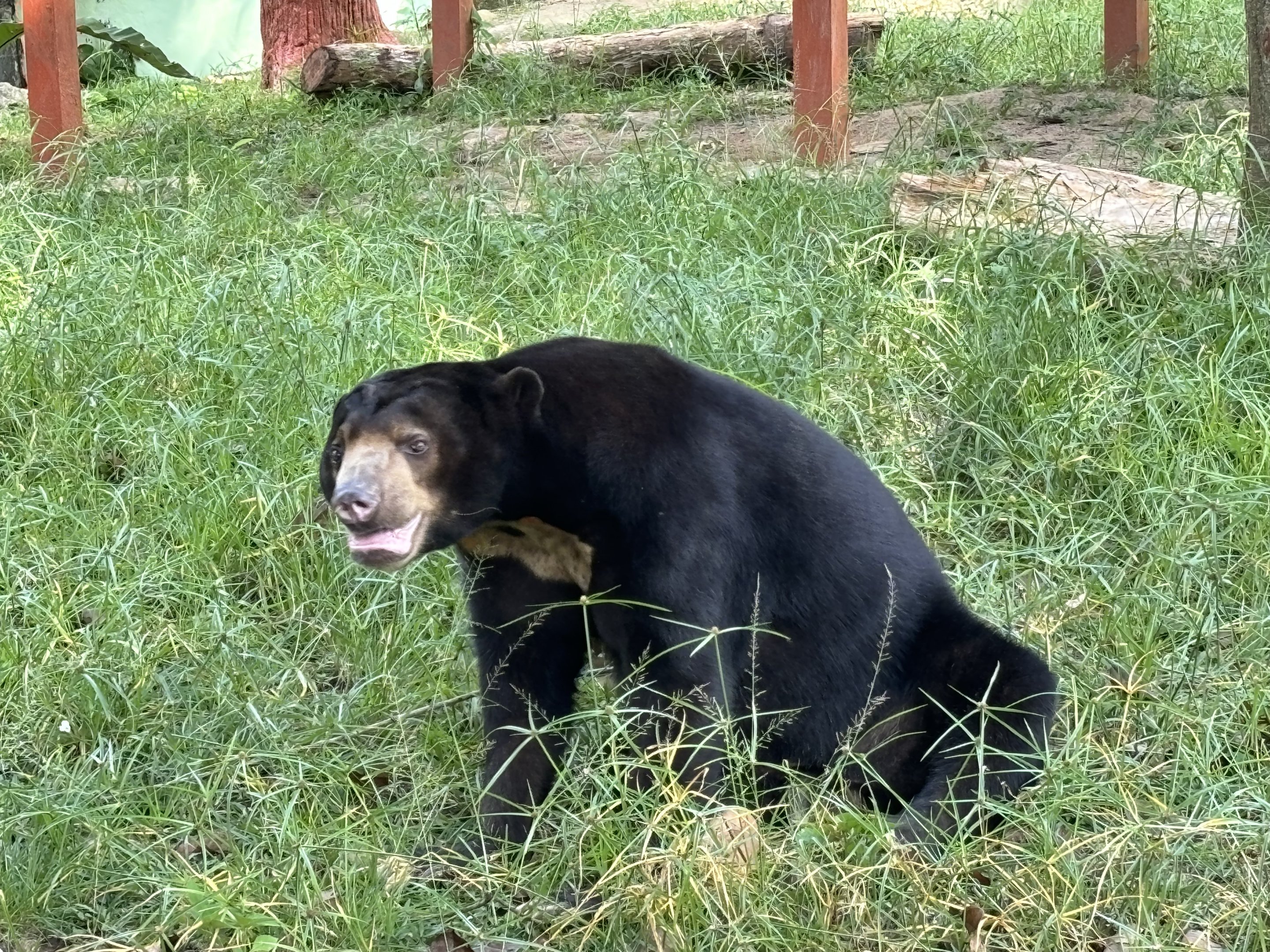 Sun Bear