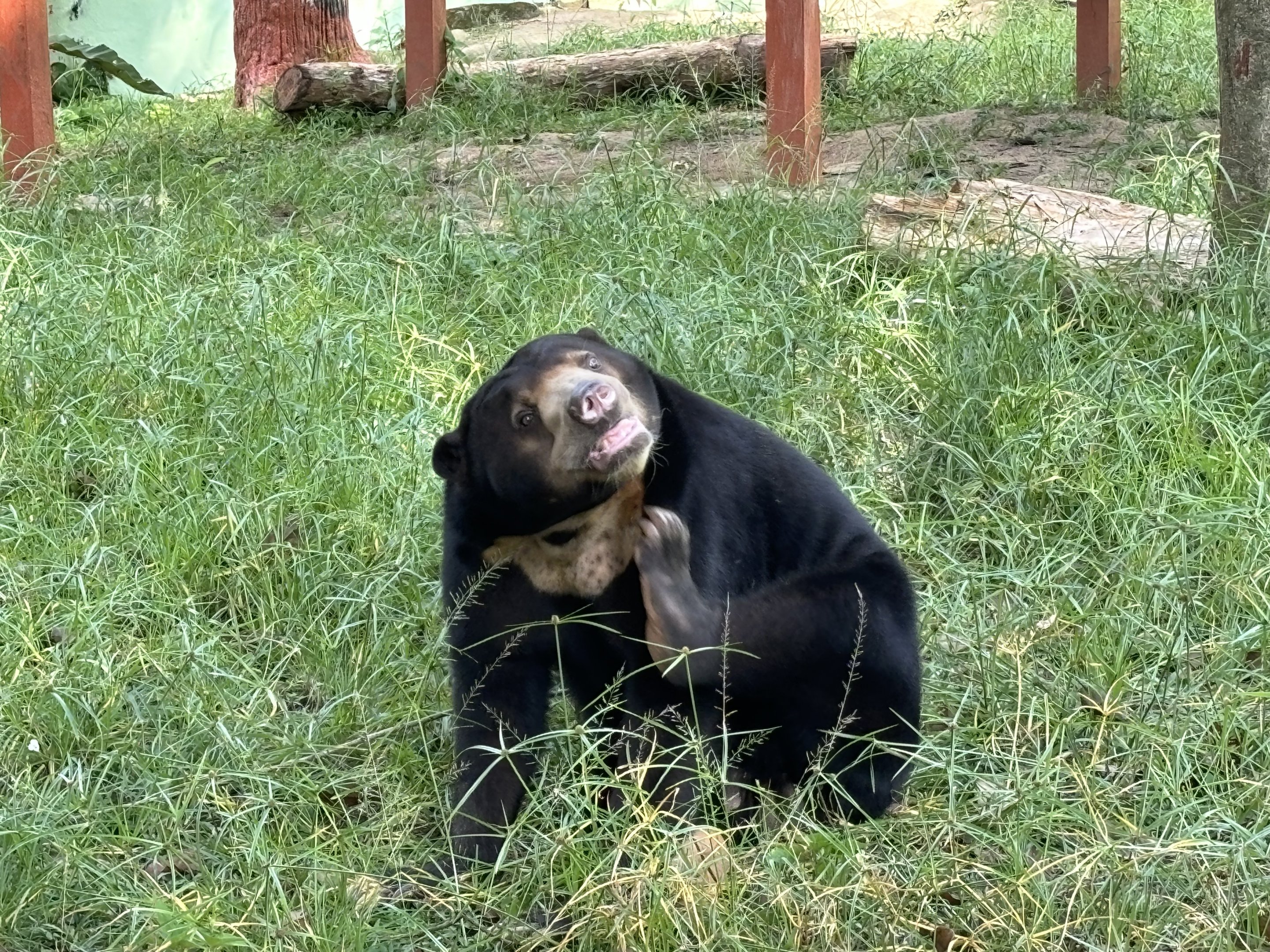 Sun Bear