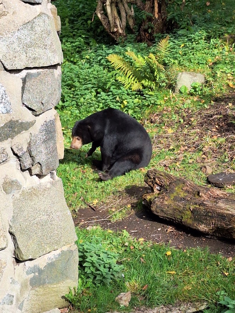 Sun Bear
