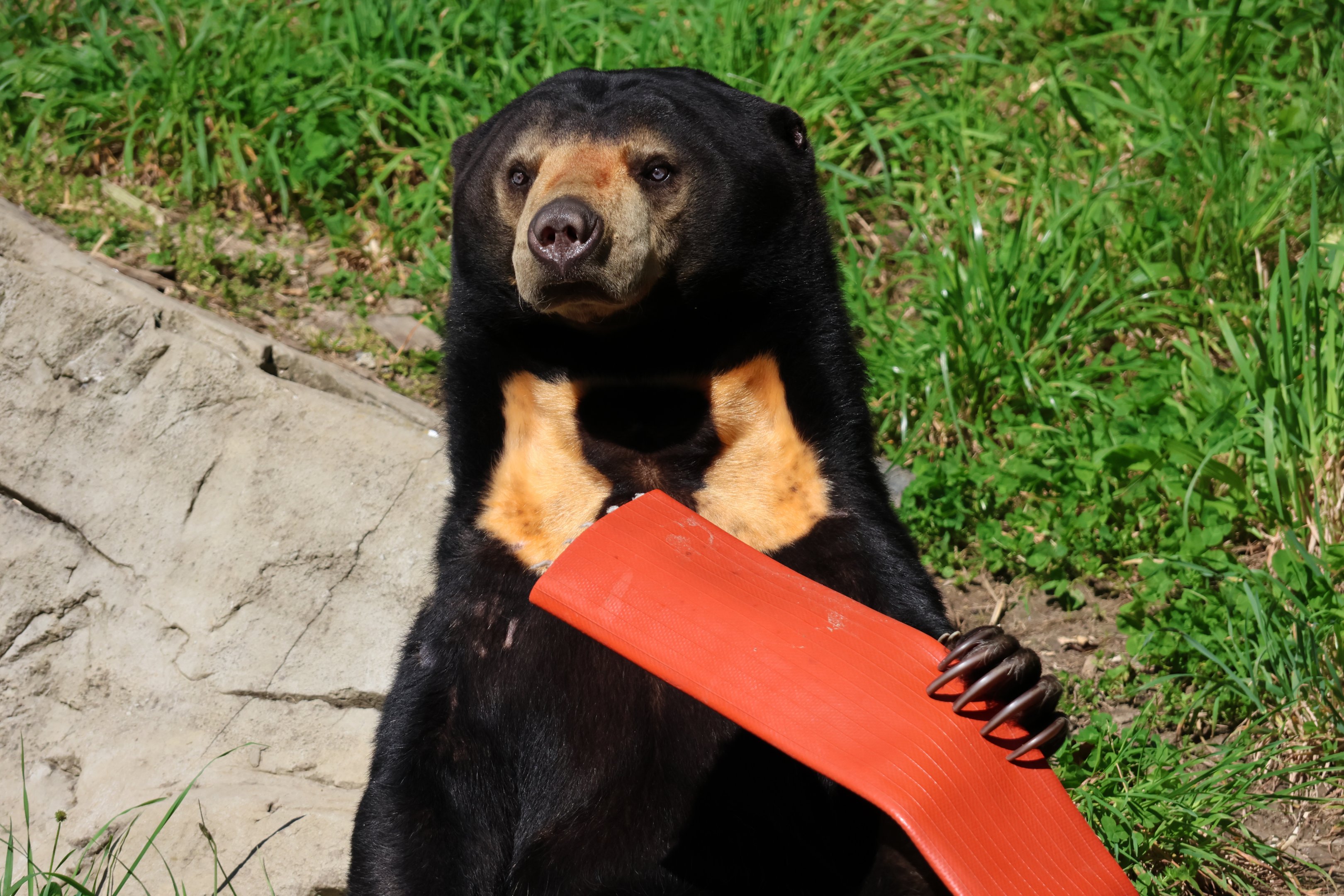 Sun Bear