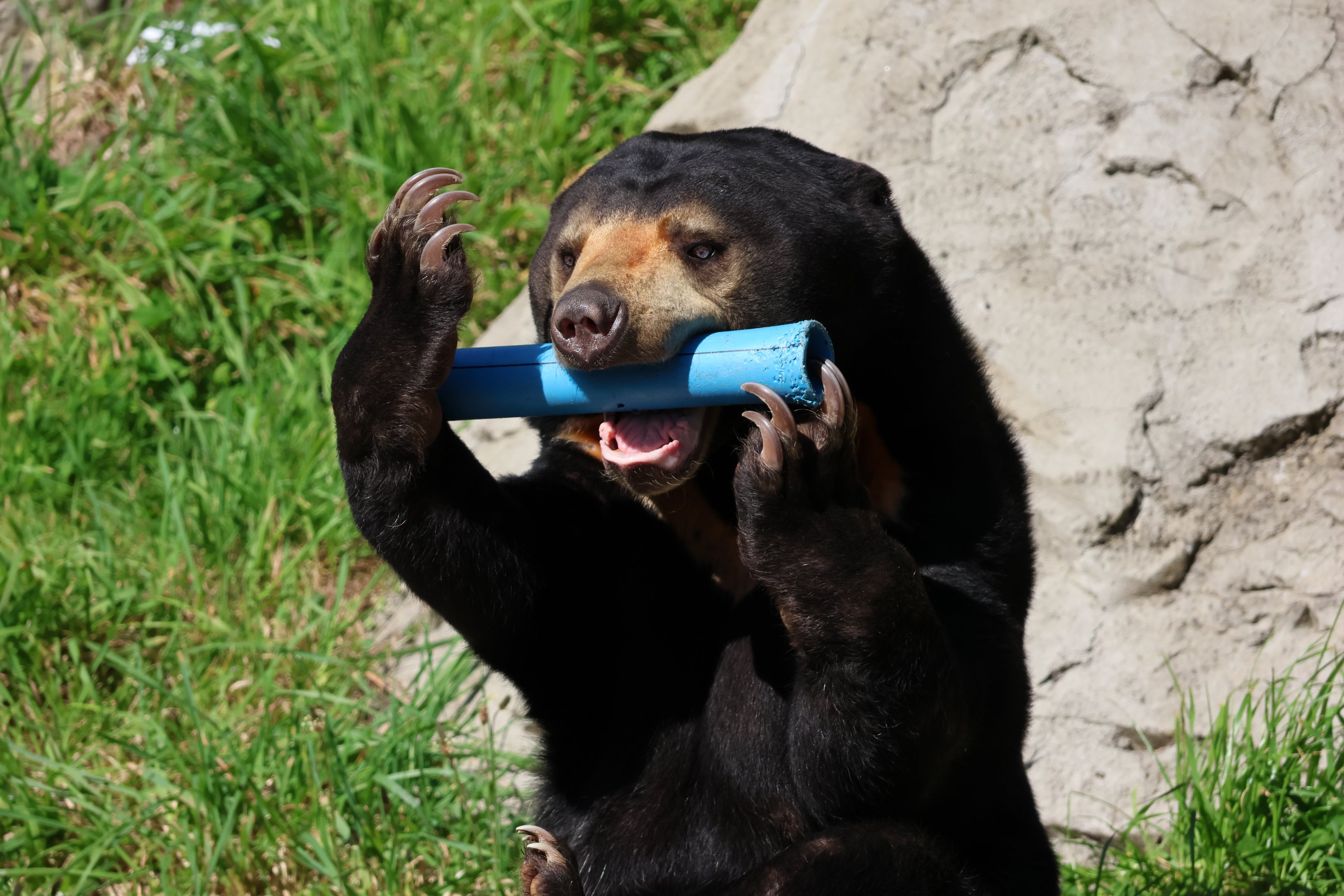 Sun Bear